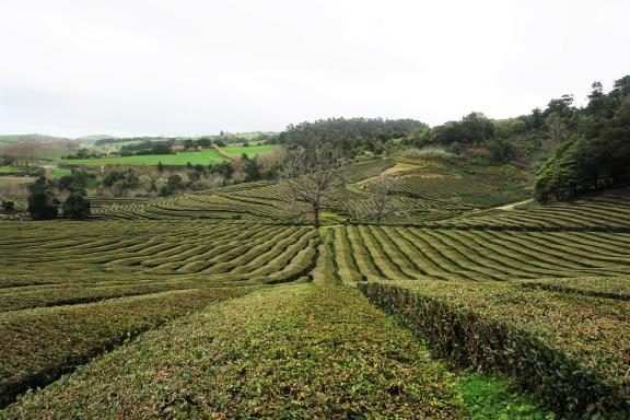 Tea plantations at São Miguel Island in Azores