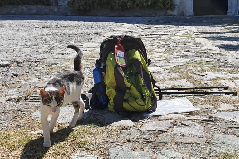 Cat next to hiker backpack